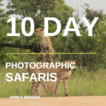 10 Day Kruger Photographic Safari