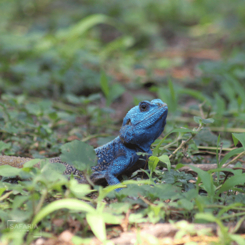 Kruger Park Photographic Safaris