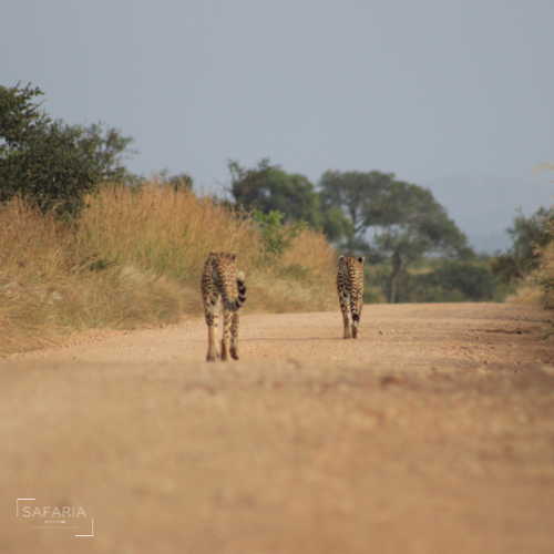 Kruger Park Photographic Safaris