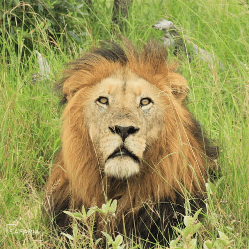 Kruger Park Photographic Safaris