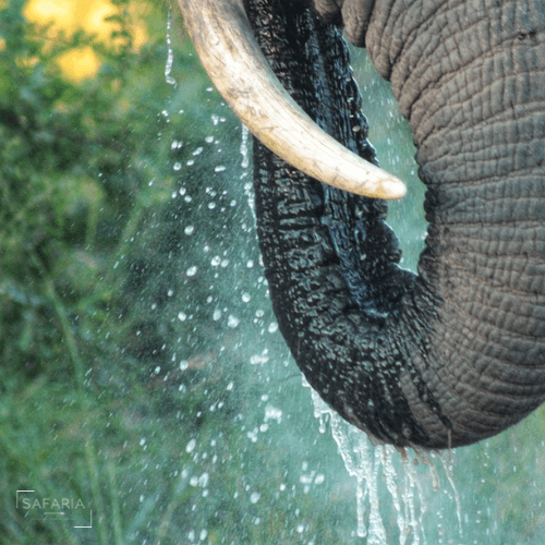 Kruger Park Photographic Safaris