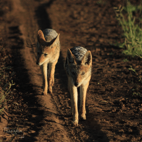 Kruger Park Photographic Safaris