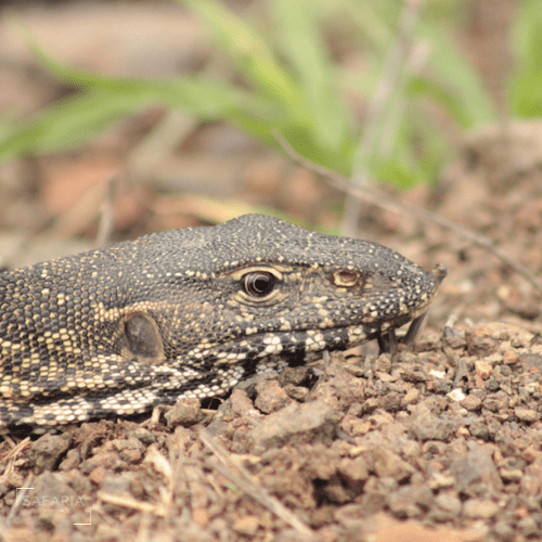 Kruger Park Photographic Safaris