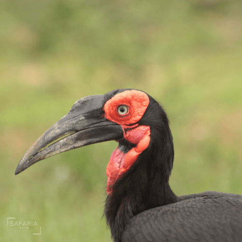 Kruger Park Photographic Safaris