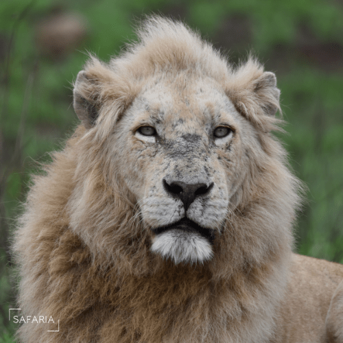 Kruger Park Photographic Safaris