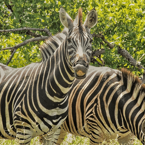 Kruger Park Photographic Safaris