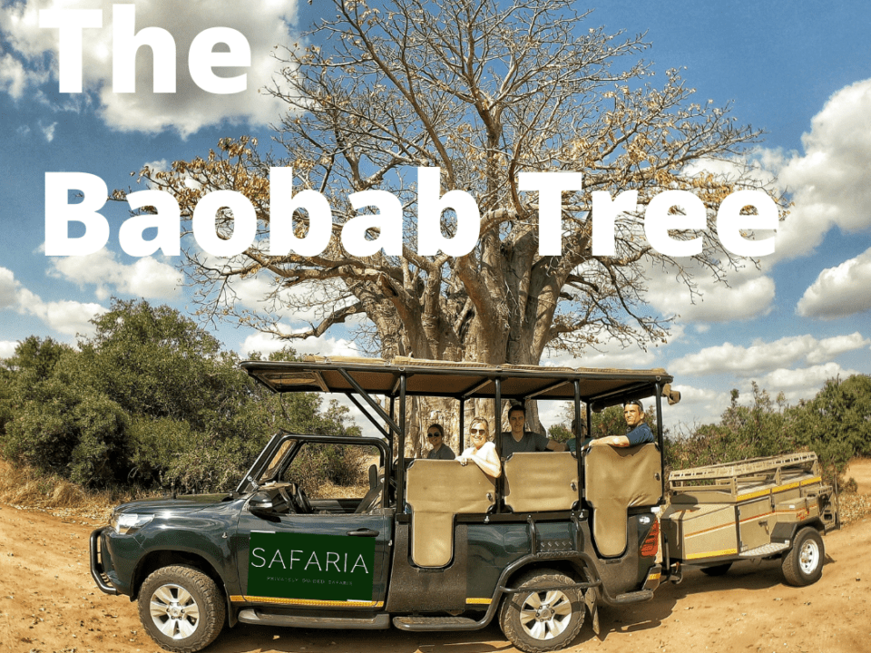 Kruger Baobab Tree