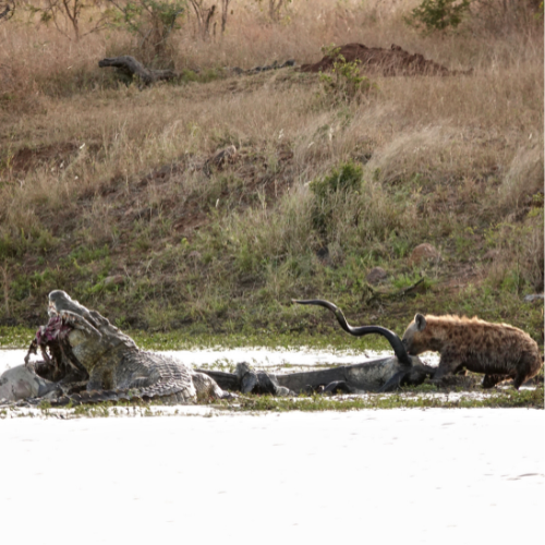 Crocodile Kruger Park Safaria