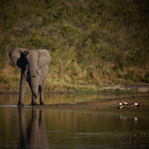 Elephant Kruger Park Safaria