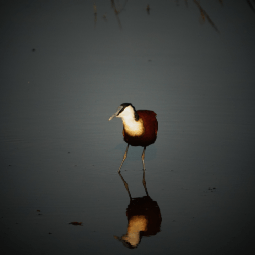 Jacana Kruger Park Safaria