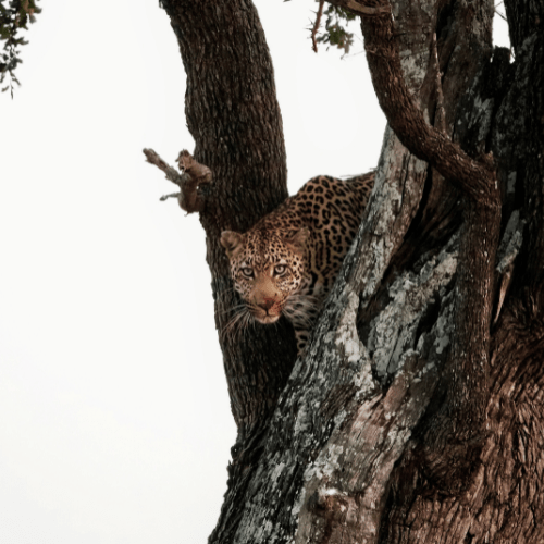 Leopard Kruger Park Safaria