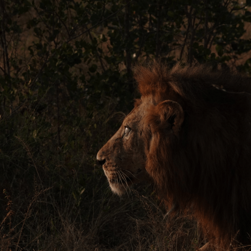 Lion Edema Kruger Park Safaria