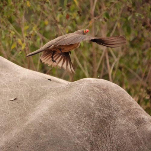 Oxpecker Kruger Park Safaria