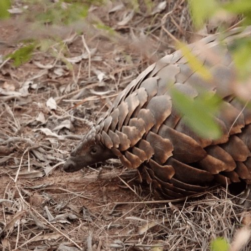 Pangolin Safaria