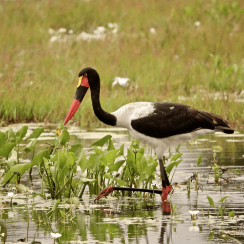 Saddle Bill Stork Kruger Park Safaria