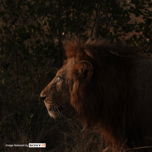 Sony Alpha Lion Kruger Park Safaria