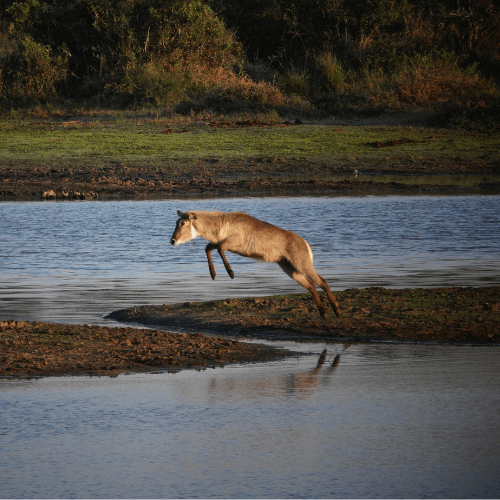 Waterbuck Kruger Park Safaria