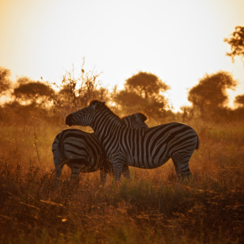 Zebra Kruger Park Safaria