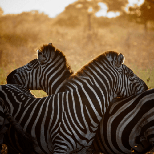 Zebras Kruger Park Safaria