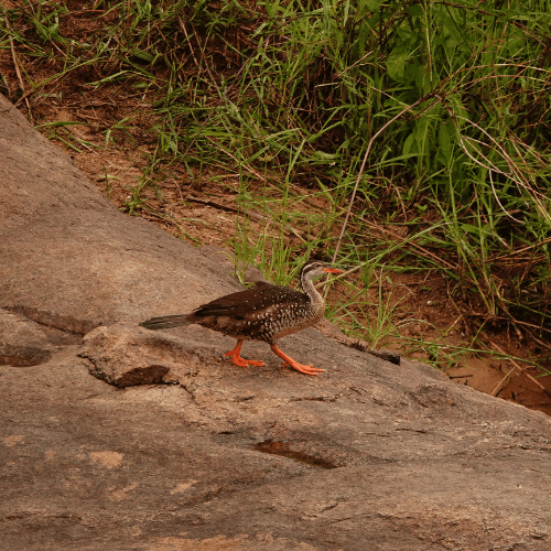 African FinFoot private kruger safaris