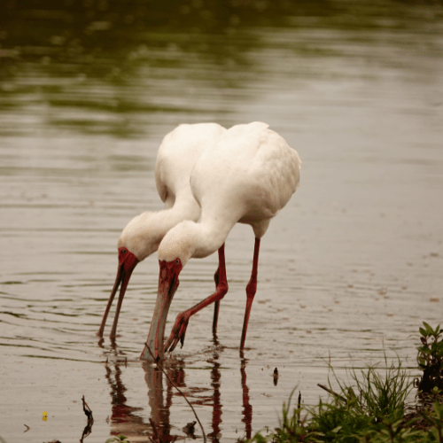 African Spoonbill private kruger safaris