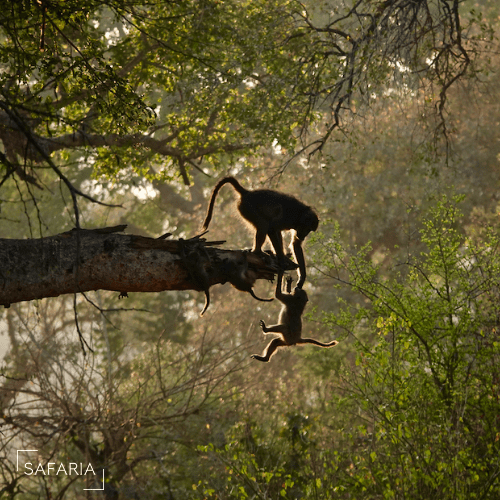 Baboon Safaria Kruger Park