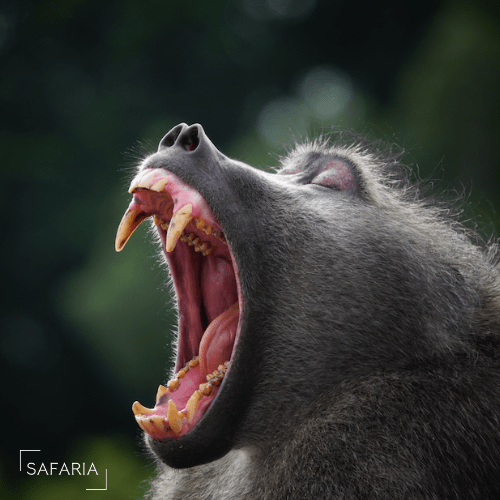 Baboons Safaria Kruger Park