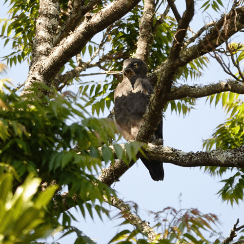 Bat Hawk private kruger safaris