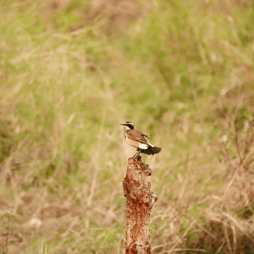 Capped Wheatear private kruger safaris