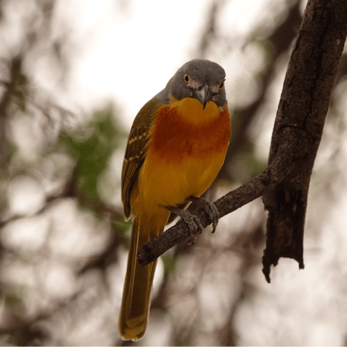 Greyheaded BushShrike private kruger safaris