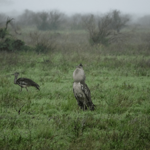Kori Bustard private kruger safaris