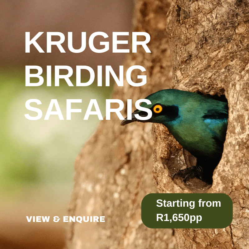 Kruger Birding Day Safaris