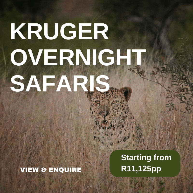 Kruger Overnight Safaris 2024