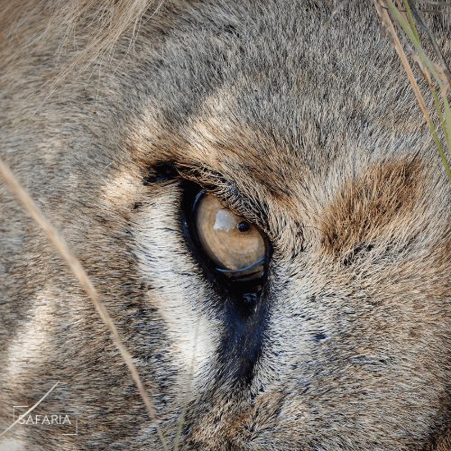 Lions Eye Safaria Kruger Park