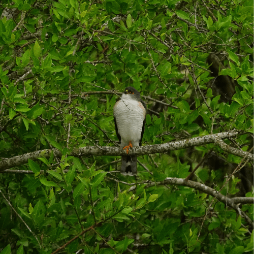 Little Sparrowhawk private kruger safaris