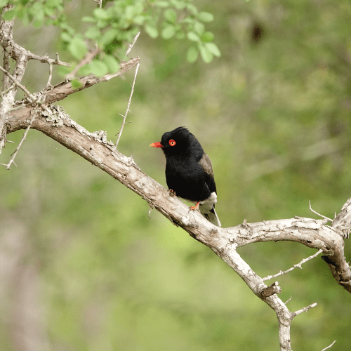 Retz's Helmet Shrike private kruger safaris