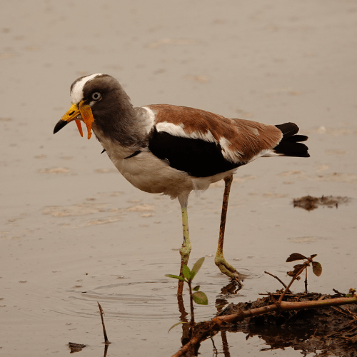 White crowned lapwing private kruger safaris