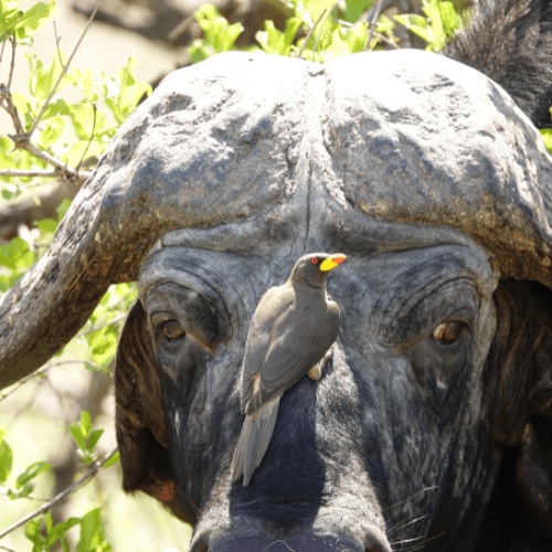 Yellow Billed Oxpecker private kruger safaris