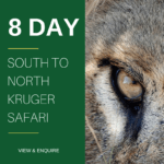 8 DAY Kruger Park SAFARI