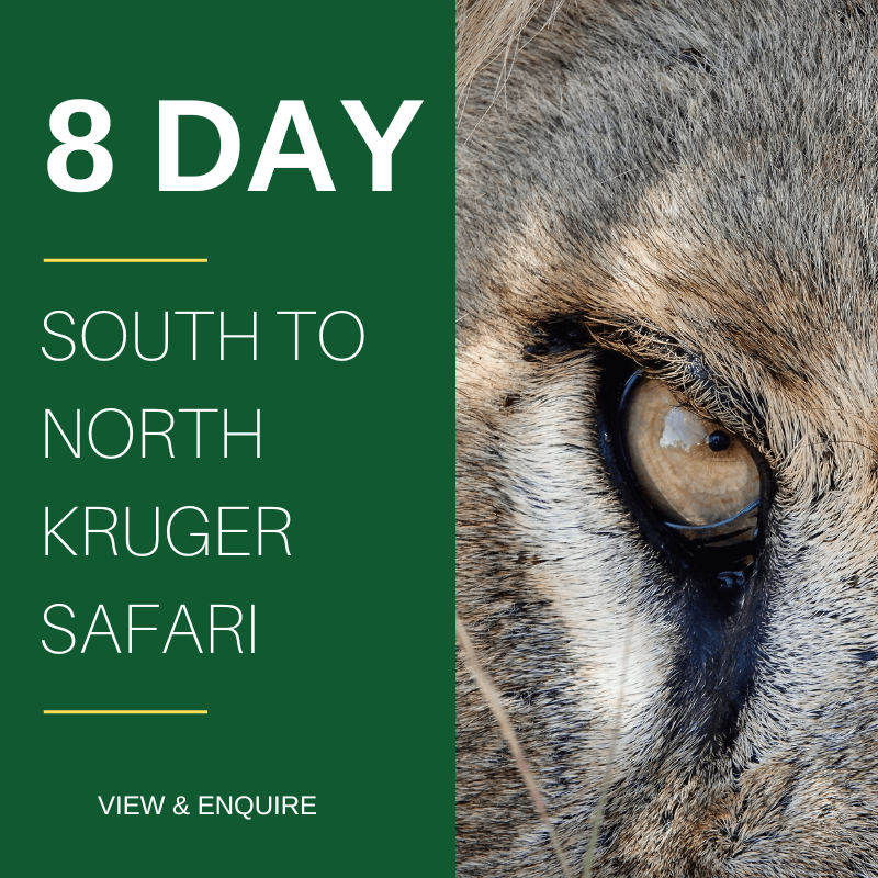 8 DAY Kruger Park SAFARI