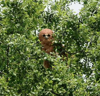 Pels Fishing Owl on a Birding Safari