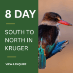 8 Day Kruger Park Birding Safari